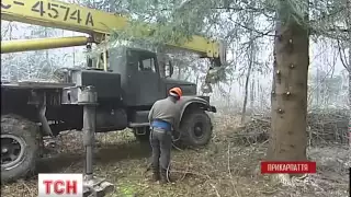 Головна ялинка України буде справжнім цілим деревом