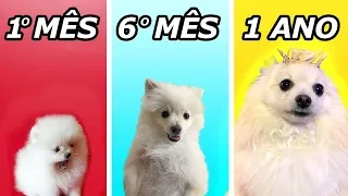 Evolução do meu cachorro Johny em 1 ano.............