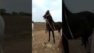 kathiyawadi vs marwadi 😘 #horse #marwad #kathiyawadi #subscrib #horsebreeding #marwadi