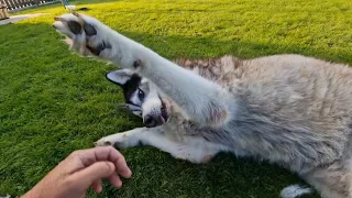 Husky Gets To Do What He's Always Wanted To Do! Surprise!