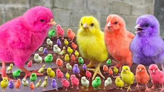 Cuteness Of Catching Millions, Adorable Chickens Colorful Chickens, Rabbits, Ducks, Fish, Hamster