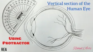 How to draw Human Eye | Vertical section of the human eye ; Class 10