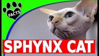 10 Fun Facts About the Sphynx Cat You Need to Know