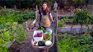 The 3 Busiest Months Growing Your Own Food - Free Range Homestead Ep 45