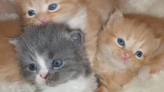 3 Week Old Maine Coon X Peke-Faced Persian Kittens!!  September 8, 2023