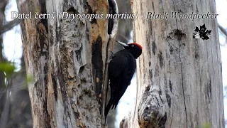 Datel černý (Dryocopus martius) - Black Woodpecker