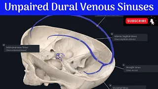 Unpaired Dural Venous Sinuses | Situation | Tributaries | Communications | Confluence of sinuses |