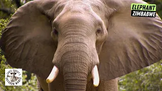 Epic Bow Hunt for Elephant!