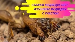 КАК ИЗБАВИТЬСЯ ОТ МЕДВЕДКИ НА УЧАСТКЕ? Разбираем доступные способы #медведка #ПрогнатьМедведку