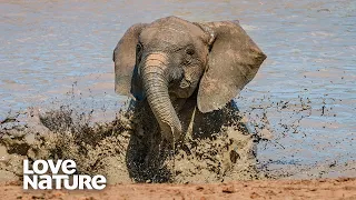 Baby Elephant Takes First Swim After Long Drought | Love Nature