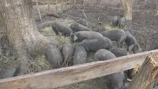 SELO - UZGOJ MORAVKI  - kod BRKE  u Šumadiji - evo šta je ISTINA o tim svinjama - VAŽAN JE STIL !