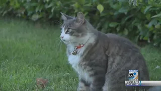 Neighborhood Deals with Cat Burglar