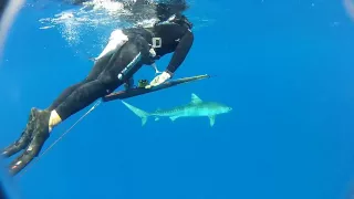 Shark Shield Unpackaging and Tiger Shark Test