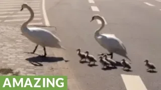 Traffic stops as swan family crosses busy road