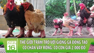 Thế giới trầm trồ với giống gà Đông Tảo có chân vảy rồng: Có con giá 2.000 đô | VTC16