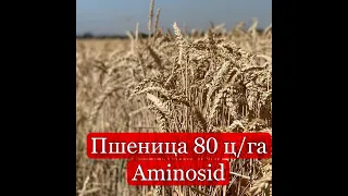 Полный видео отчет о внедрения на больших полях пшеницы  ЖКУ Aminosid от Live Ground Organic.2021г.