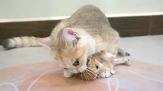 The way mom cat Chan shows her love for her kitten is highly intense