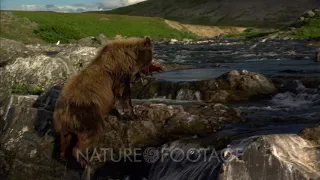 Brown Bear Grizzly Bear  Fishing In Alaska River Catching Salmon