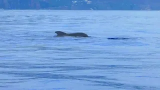 Whale and dolphin watching Madeira