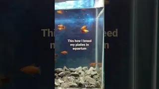 How to breed platy fish?