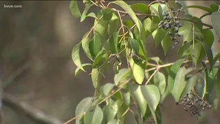 This invasive tree species is being compared to zebra mussels