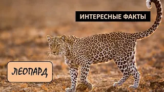 ЛЕОПАРД🐱/Кошки/ Животные/Интересные факты