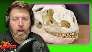 Which Animal Does This Skull Belong To? pt. 3