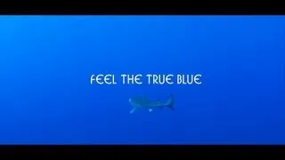 DIVING AZORES-Feel the true blue