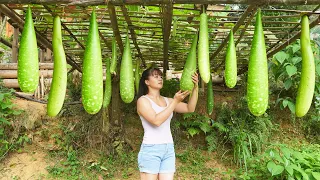 Harvesting Beans, Gourd and mini tomatoes Go To Market Sell || Phương - Free Bushcraft