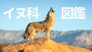 イヌ科動物の世界　執念のハンターたち