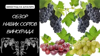 Обзор нашего винограда. Сорта (Августовский, Дружба,Пино Нуар,РПС,МАРКЕТТ и др.)