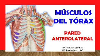 🥇 MUSCLES OF THE THORAX Easy and Simple