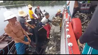 PESCARIA DE MATRINCHÃ NO RIO CANUMÃ, ESTADO DO AMAZONAS