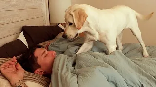 How My Labrador Puppy Wakes Me Up...