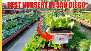 BEST NURSERY for Vegetables in San Diego for GARDENERS | Plus FRUIT TREES Galore