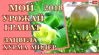 МОЙ ПЕРВЫЙ  УРОЖАЙ ГРАНАТ В 2018 ..УРА ЗАЦВЕЛА ХУРМА МИДЕР