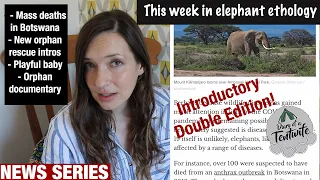 Elephant Ethology News: Deaths in Botswana, human elephant conflict, orphan elephants