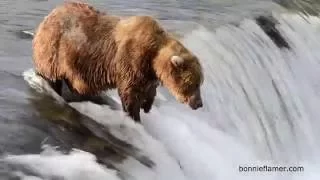 Katmai Alaska Grizzly Bear Brooks Falls Salmon