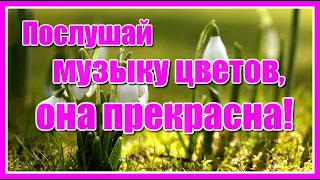 "Послушай музыку цветов, она прекрасна!" Божественно красивая мелодия с нежными цветами.