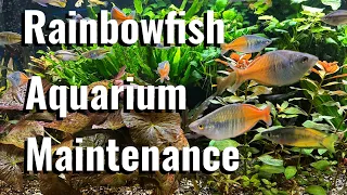 How To Maintain A Planted Rainbowfish Aquarium #fishtank #tropicalfish #plantedtank #mentalhealth