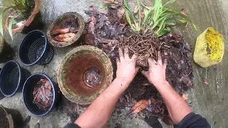 Transplanting Cymbidium orchids