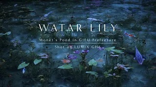 WATAR LILY | Monet's Pond in GIFU  | 4K | Shot on GH6