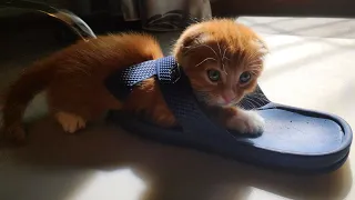 Little kitten plays with a big slipper