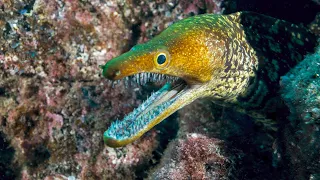 Moray Eels Have a Second Jaw That Pulls Prey Into Their Throat
