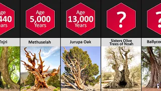 Oldest Tree Comparison - Oldest Tree In The World | DataPoints