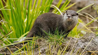 The Science of Animal Care - The Lowlands (Asian small-clawed otters)