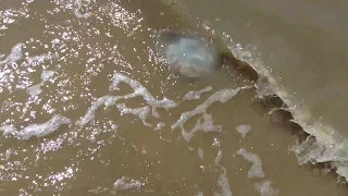 Гигантская медуза корнерот в Азовском море.