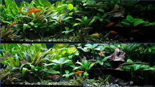 Planted Aquarium gets a trim and food for the Community Fish