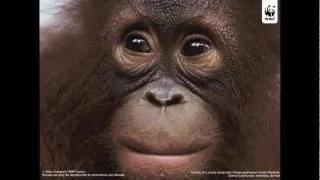 SAVE THE ORANGUTANS - a short film to raise awareness