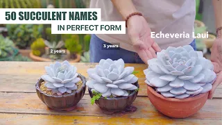 ID 50 Gorgeous Succulents in Perfect Form | 9 Years Living with Succulents